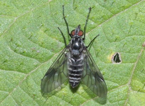 Réf. 286 684 : Ibisia marginata